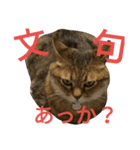 にゃんこの休日（個別スタンプ：5）
