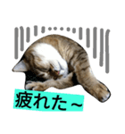 にゃんこの休日（個別スタンプ：6）
