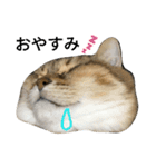 にゃんこの休日（個別スタンプ：8）