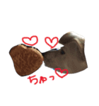 ウチのペット。。（個別スタンプ：2）
