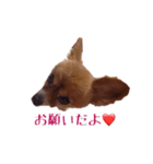 パピヨン（サマーカットバージョン）（個別スタンプ：2）