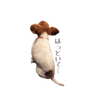 パピヨン（サマーカットバージョン）（個別スタンプ：3）