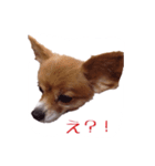 パピヨン（サマーカットバージョン）（個別スタンプ：4）