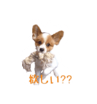 パピヨン（サマーカットバージョン）（個別スタンプ：5）