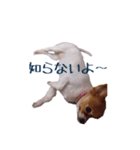 パピヨン（サマーカットバージョン）（個別スタンプ：6）