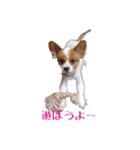 パピヨン（サマーカットバージョン）（個別スタンプ：10）
