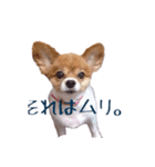 パピヨン（サマーカットバージョン）（個別スタンプ：12）