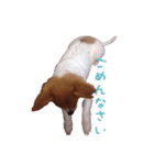 パピヨン（サマーカットバージョン）（個別スタンプ：13）