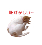 パピヨン（サマーカットバージョン）（個別スタンプ：14）
