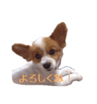 パピヨン（サマーカットバージョン）（個別スタンプ：15）