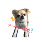 チワワのちびすけ（個別スタンプ：3）