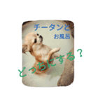 チワワのちびすけ（個別スタンプ：4）