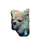 チワワのちびすけ（個別スタンプ：5）