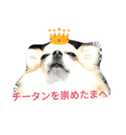 チワワのちびすけ（個別スタンプ：6）