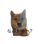 亀崎家の華（個別スタンプ：5）