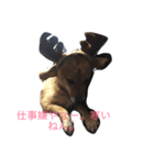 亀崎家の華（個別スタンプ：8）