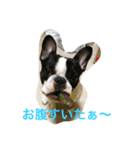 フレンチブルドッグのバーディー君2（個別スタンプ：2）