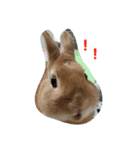 生うさぎ（個別スタンプ：2）