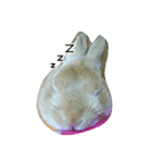生うさぎ（個別スタンプ：3）