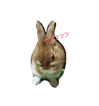 生うさぎ（個別スタンプ：4）