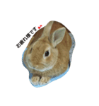 生うさぎ（個別スタンプ：6）