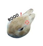 生うさぎ（個別スタンプ：8）