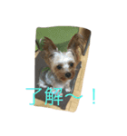 ラブラブヨーキー（個別スタンプ：3）