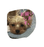 ラブラブヨーキー（個別スタンプ：14）
