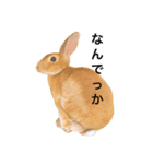 さとうさぎの動物スタンプ（個別スタンプ：2）