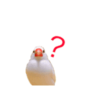 さとうさぎの動物スタンプ（個別スタンプ：6）