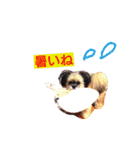 くまたそスタンプ（個別スタンプ：10）