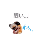 くまたそスタンプ（個別スタンプ：21）