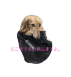ミニチュアダックスの桃さん（個別スタンプ：5）