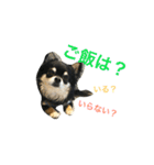 ちわわのハル ②（個別スタンプ：1）