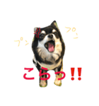 ちわわのハル ②（個別スタンプ：6）