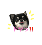 ちわわのハル ②（個別スタンプ：9）