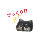 ちわわのハル ②（個別スタンプ：10）