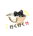 ちわわのハル ②（個別スタンプ：11）