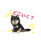 ちわわのハル ②（個別スタンプ：12）
