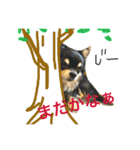 ちわわのハル ②（個別スタンプ：14）