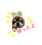 ちわわのハル ②（個別スタンプ：17）
