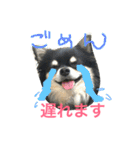 ちわわのハル ②（個別スタンプ：18）
