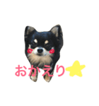 ちわわのハル ②（個別スタンプ：19）