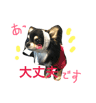 ちわわのハル ②（個別スタンプ：24）