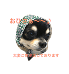 ちわわのハル ②（個別スタンプ：28）