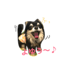 ちわわのハル ②（個別スタンプ：37）