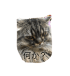 はじめまして、ヒバです。（個別スタンプ：3）