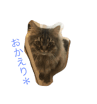 はじめまして、ヒバです。（個別スタンプ：8）
