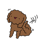 Poodle Soi 1（個別スタンプ：3）