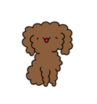 Poodle Soi 1（個別スタンプ：4）
